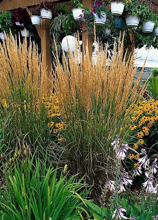 Calamagrostis acut. 'Karl Foerster' geen maat specificatie 0,55L/P9cm - afbeelding 4