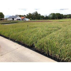 Calamagrostis acut. 'Karl Foerster' geen maat specificatie 0,55L/P9cm - afbeelding 7