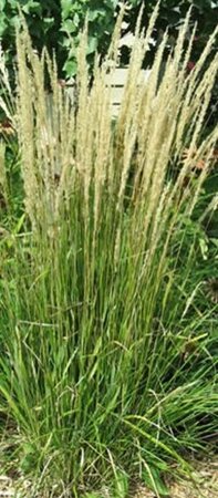 Calamagrostis acut. 'Karl Foerster' geen maat specificatie 0,55L/P9cm - image 5