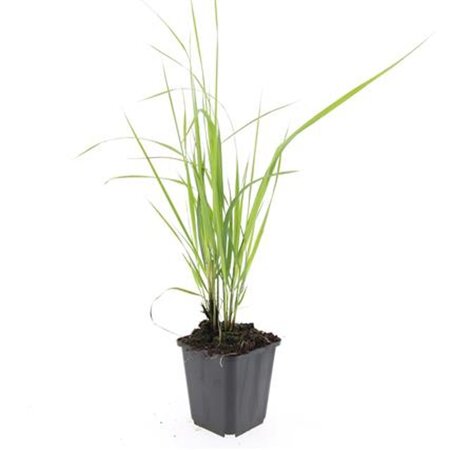 Calamagrostis acut. 'Karl Foerster' geen maat specificatie 0,55L/P9cm - image 2