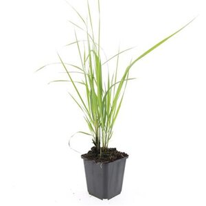Calamagrostis acut. 'Karl Foerster' geen maat specificatie 0,55L/P9cm - image 2