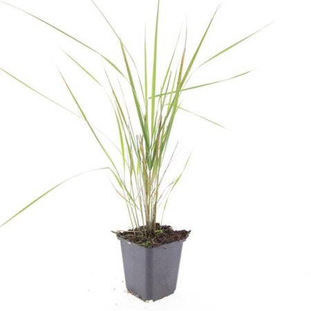 Calamagrostis acut. 'Karl Foerster' geen maat specificatie 0,55L/P9cm - image 10