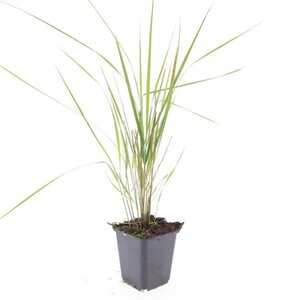 Calamagrostis acut. 'Karl Foerster' geen maat specificatie 0,55L/P9cm - image 10