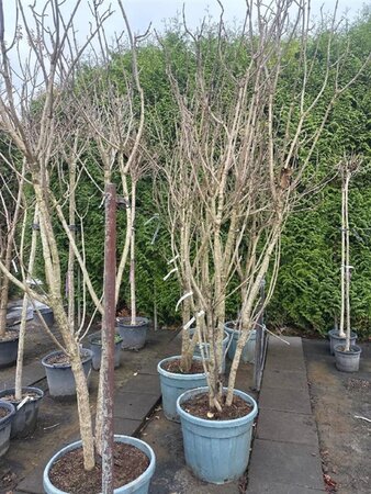 Catalpa bignonioides 'Aurea' 250-300 cm container meerstammig - afbeelding 2