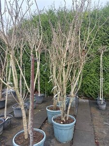Catalpa bignonioides 'Aurea' 250-300 cm container multi-stem - image 2