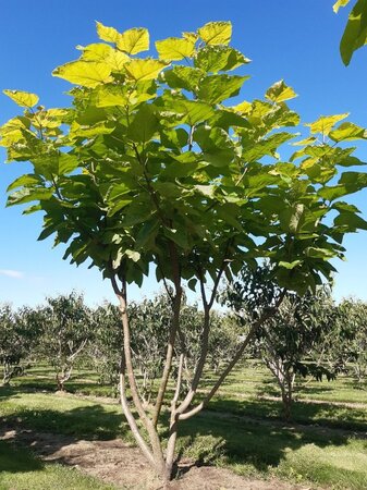 Catalpa bignonioides 'Aurea' 250-300 cm draadkluit meerstammig - afbeelding 4