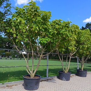 Catalpa bignonioides 'Aurea' 300-350 cm container meerstammig