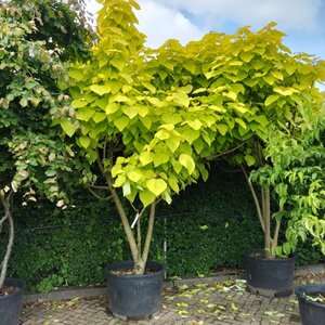 Catalpa bignonioides 'Aurea' 300-350 cm container meerstammig - afbeelding 2