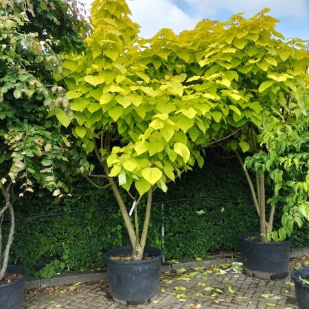 Catalpa bignonioides 'Aurea' 300-350 cm container meerstammig - afbeelding 1