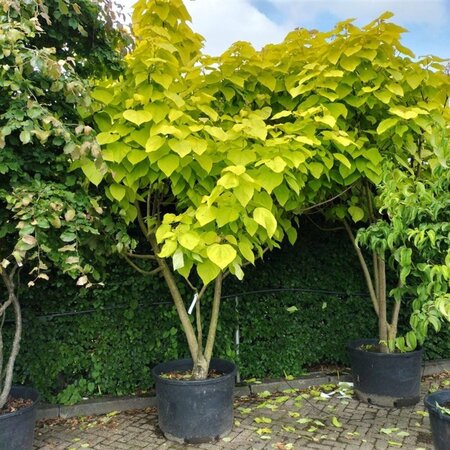Catalpa bignonioides 'Aurea' 300-350 cm container multi-stem - image 2