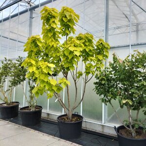 Catalpa bignonioides 'Aurea' 300-350 cm container multi-stem - image 4