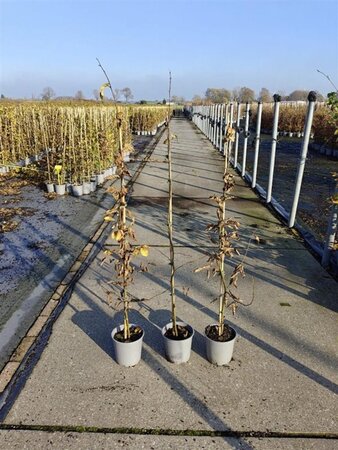 Carpinus betulus 100-125 cm cont. 2,5L