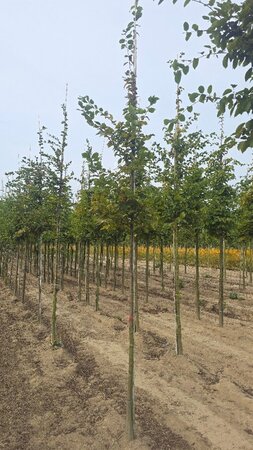 Carpinus betulus 10-12 Hoogstam wortelgoed - afbeelding 2