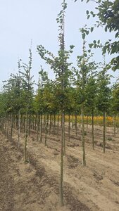 Carpinus betulus 10-12 Hoogstam wortelgoed - afbeelding 2