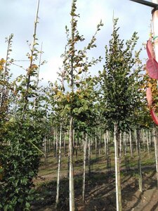 Carpinus betulus 10-12 Hoogstam wortelgoed - afbeelding 7