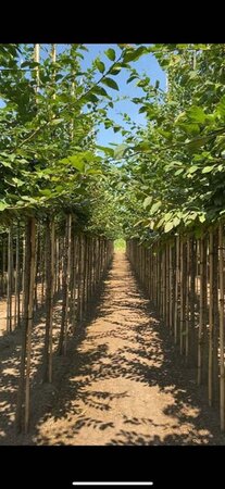 Carpinus betulus 10-12 Hoogstam wortelgoed - afbeelding 1