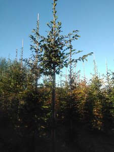 Carpinus betulus 10-12 Hoogstam wortelgoed - afbeelding 6