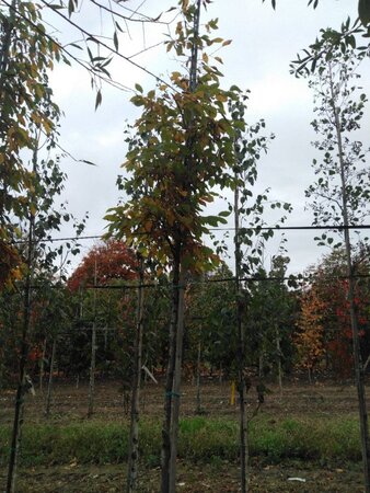 Carpinus betulus 10-12 Hoogstam wortelgoed - afbeelding 4