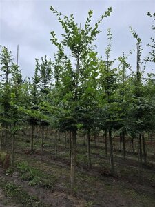 Carpinus betulus 10-12 Hoogstam wortelgoed - afbeelding 2