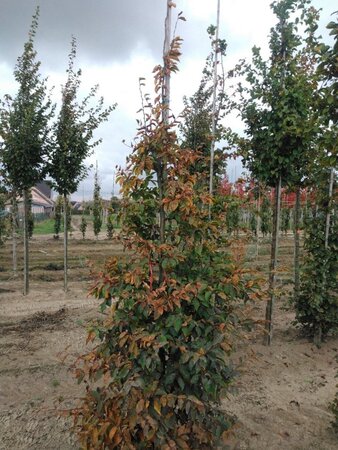 Carpinus betulus 10-12 cm wortelgoed geveerd - afbeelding 1