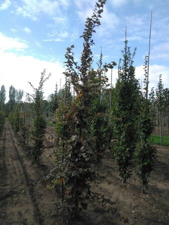 Carpinus betulus 10-12 cm wortelgoed geveerd - afbeelding 5