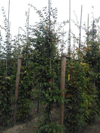 Carpinus betulus 10-12 cm wortelgoed geveerd - afbeelding 2