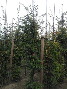 Carpinus betulus 10-12 cm wortelgoed geveerd - afbeelding 2