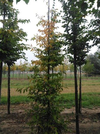 Carpinus betulus 10-12 cm wortelgoed geveerd - afbeelding 3