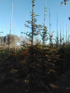 Carpinus betulus 10-12 cm wortelgoed geveerd - afbeelding 4