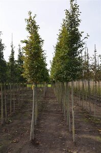 Carpinus betulus 12-14 Hoogstam wortelgoed 2 X verplant