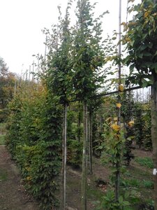 Carpinus betulus 12-14 Hoogstam wortelgoed 2 X verplant - afbeelding 4