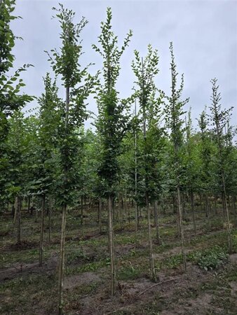 Carpinus betulus 12-14 Hoogstam wortelgoed 2 X verplant - afbeelding 3