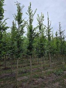 Carpinus betulus 12-14 Hoogstam wortelgoed 2 X verplant - afbeelding 3