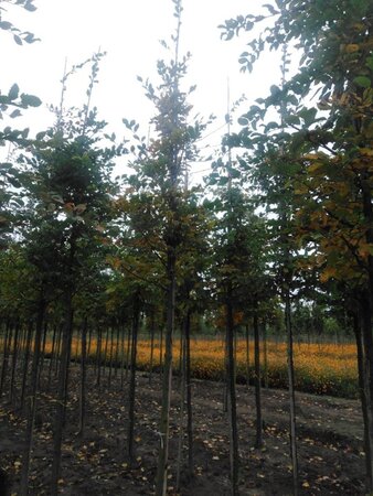 Carpinus betulus 12-14 Hoogstam wortelgoed 2 X verplant - afbeelding 5