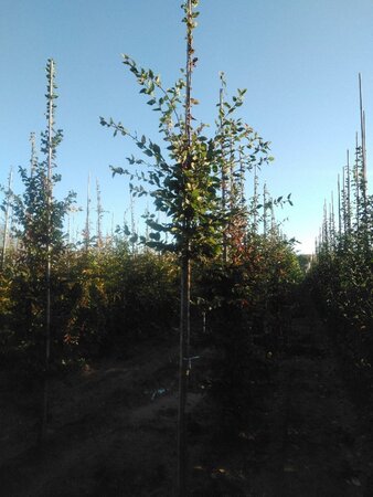 Carpinus betulus 12-14 Hoogstam wortelgoed 2 X verplant - afbeelding 7