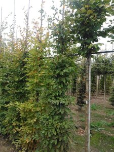 Carpinus betulus 12-14 cm wortelgoed geveerd 2 X verplant