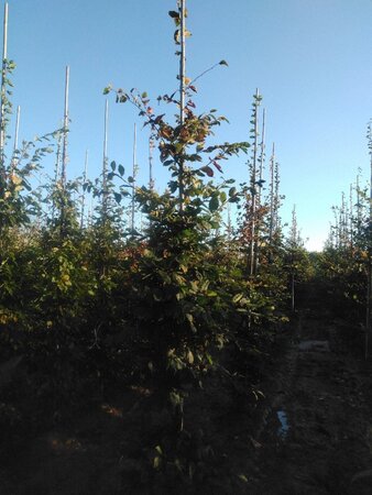 Carpinus betulus 12-14 cm wortelgoed geveerd 2 X verplant - afbeelding 2