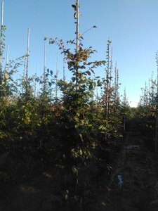 Carpinus betulus 12-14 cm wortelgoed geveerd 2 X verplant - afbeelding 2