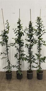 Carpinus betulus 125-150 cm cont. 3,5L met stok