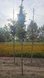 Carpinus betulus 14-16 Hoogstam wortelgoed 2 X verplant