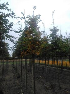 Carpinus betulus 14-16 Hoogstam wortelgoed 2 X verplant - afbeelding 4