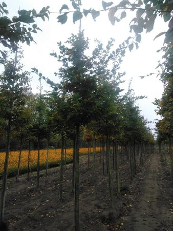 Carpinus betulus 14-16 Hoogstam wortelgoed 2 X verplant - afbeelding 5
