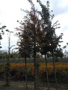 Carpinus betulus 16-18 Hoogstam draadkluit 3 X verplant - afbeelding 4