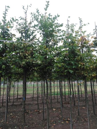 Carpinus betulus 16-18 Hoogstam draadkluit 3 X verplant - afbeelding 5