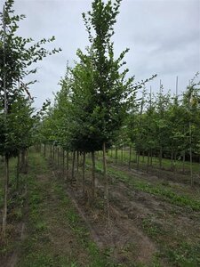 Carpinus betulus 16-18 Hoogstam draadkluit 3 X verplant - afbeelding 6