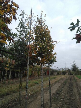 Carpinus betulus 16-18 Hoogstam draadkluit 3 X verplant - afbeelding 7