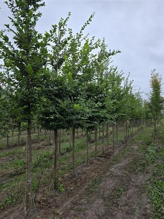 Carpinus betulus 16-18 Hoogstam draadkluit 3 X verplant - afbeelding 3