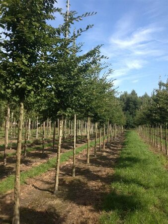 Carpinus betulus 16-18 STA WRB 3 X V - image 1