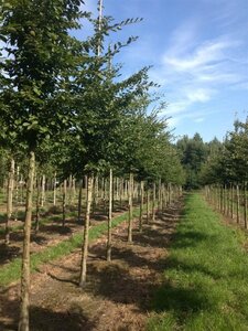 Carpinus betulus 16-18 STA WRB 3 X V