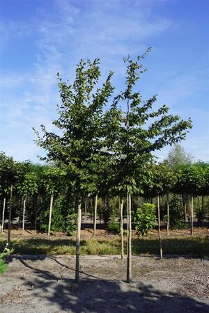 Carpinus betulus 16-18 STA WRB 3 X V - image 2